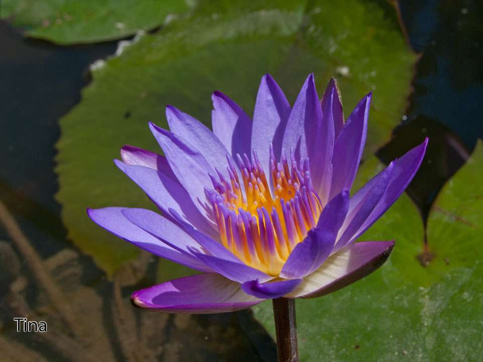 Nymphaea 'Tina'
