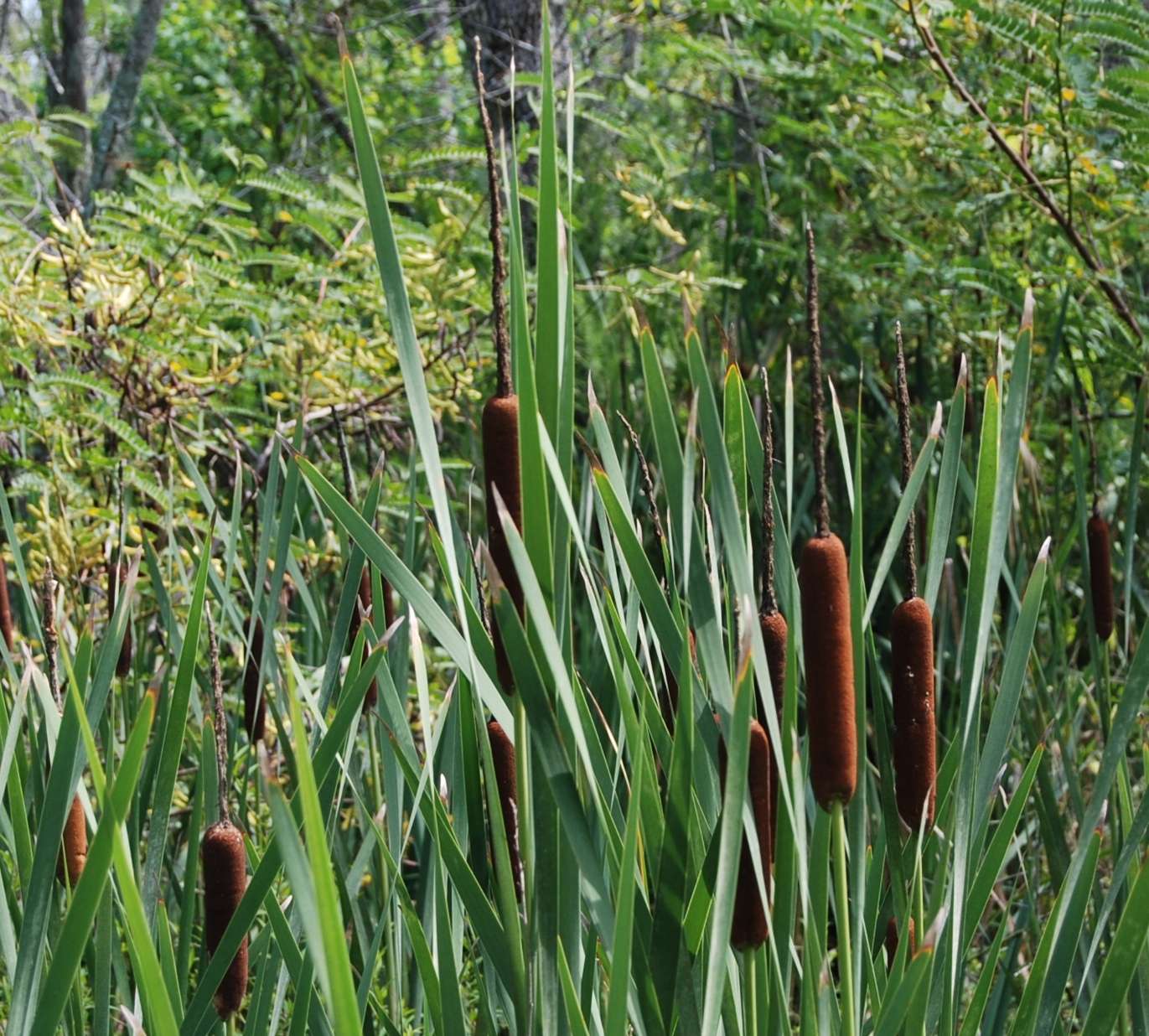 Typha latifolia