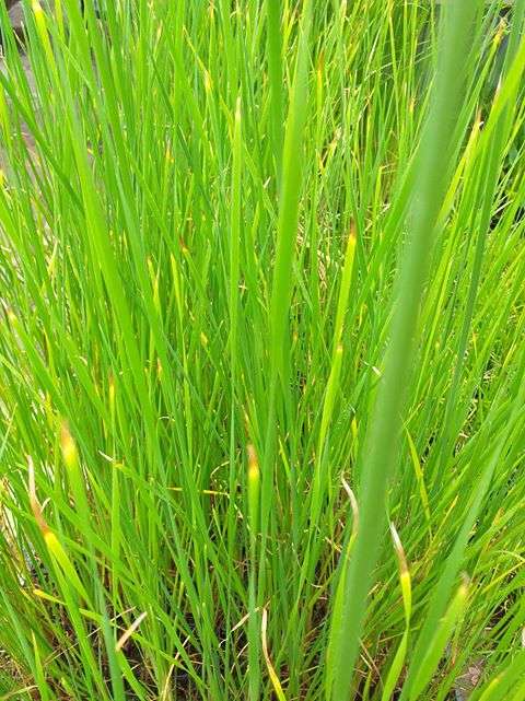 Typha laxmannii