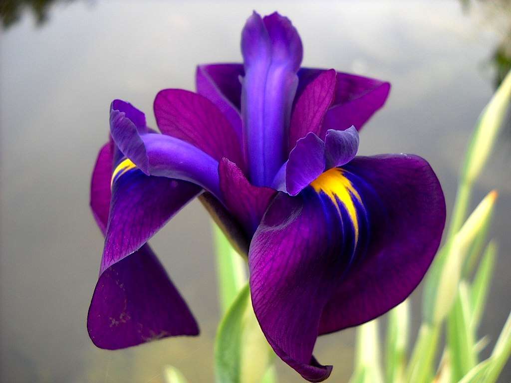 Iris ensata 'Variegata'