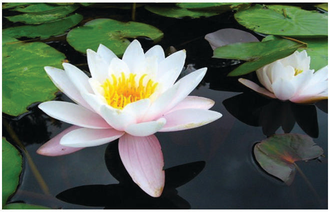 Nymphaea 'Venusta'