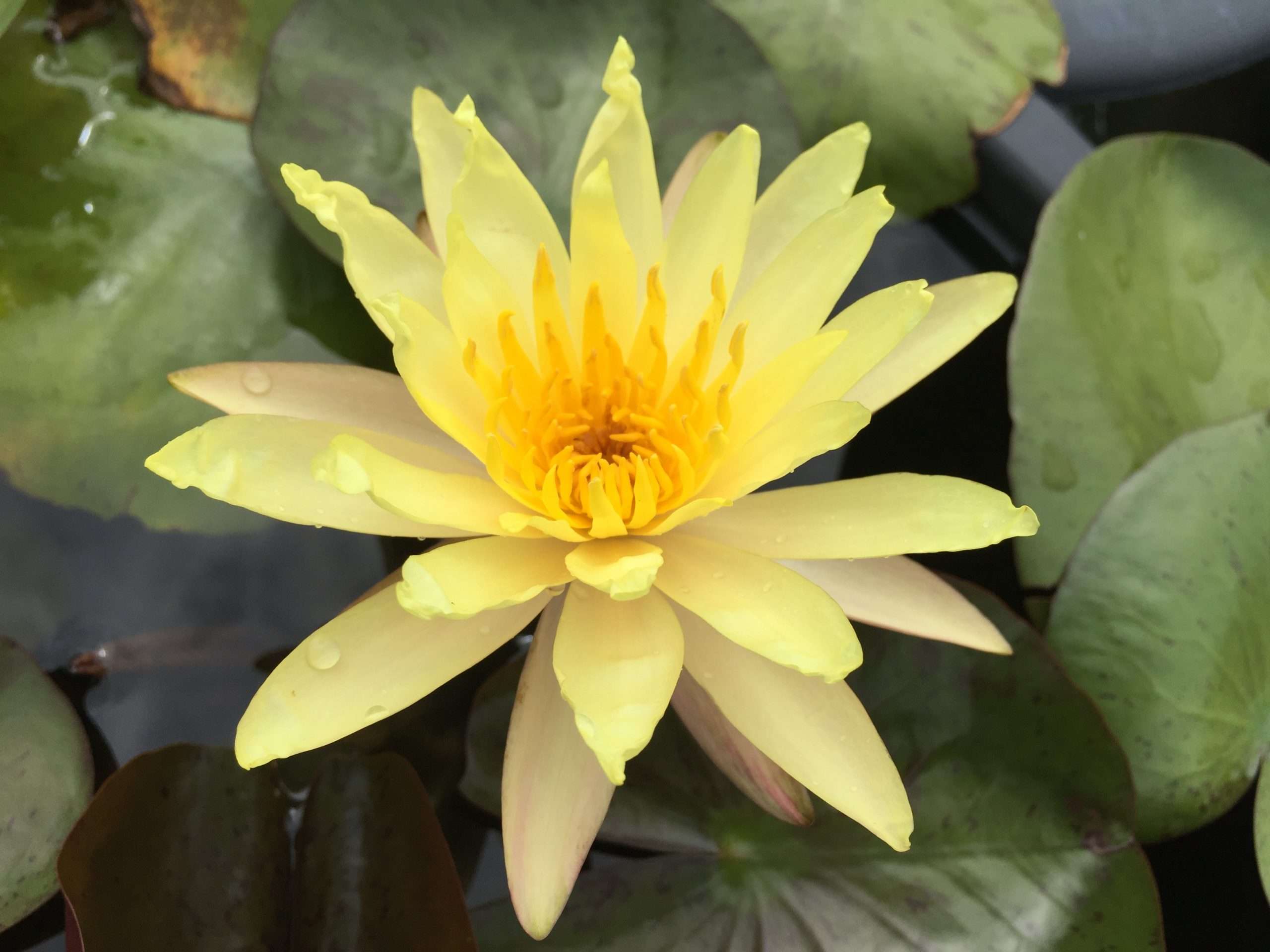 Nymphaea 'Yellow Bangpra'