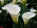 Zantedeschia aethiopica