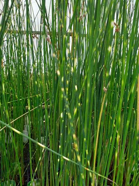 Scirpus lacustris tab. 'Zebrinus'