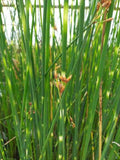 Scirpus lacustris tab. 'Zebrinus'