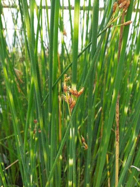 Scirpus lacustris tab. 'Zebrinus'