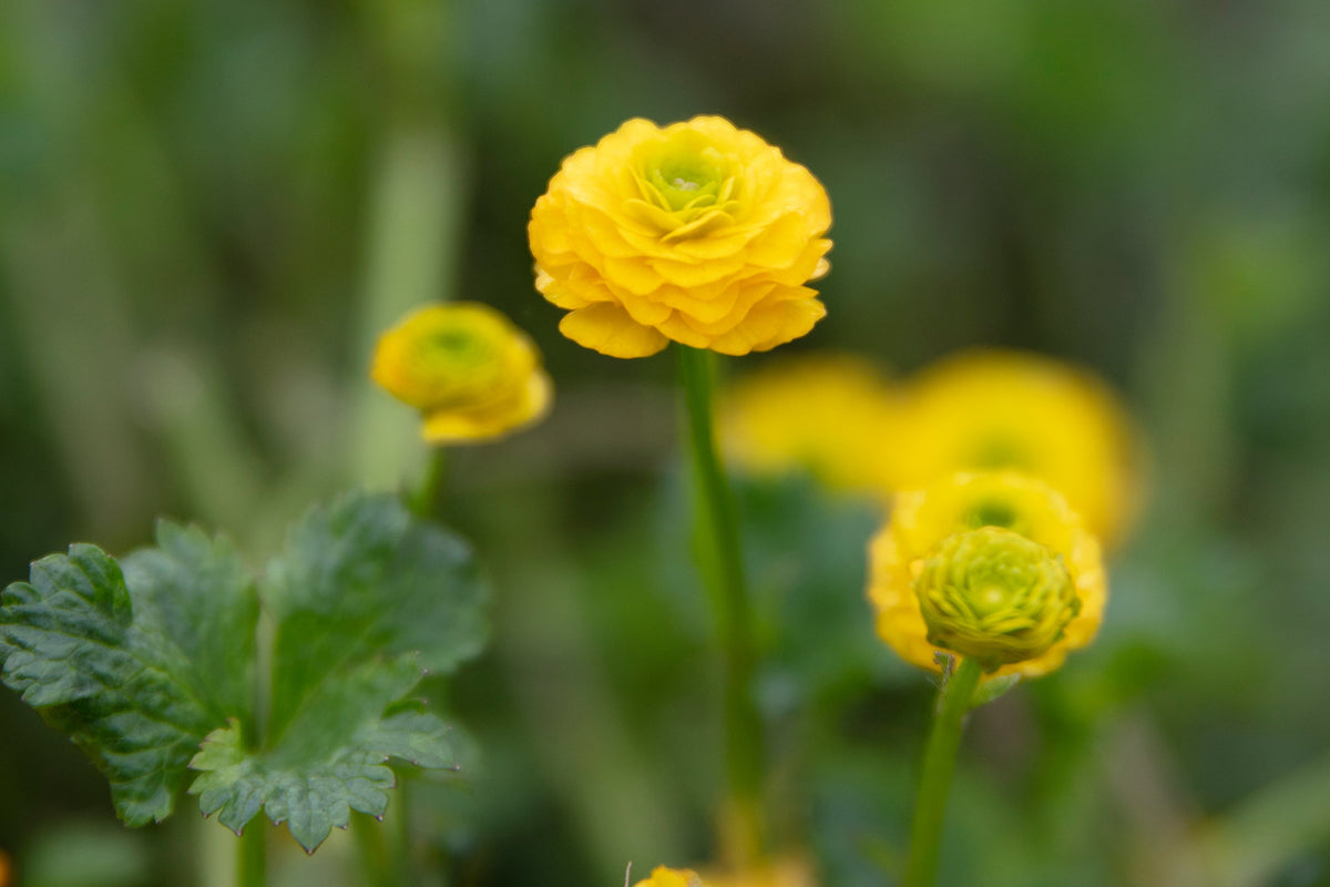 Ranunculus acris