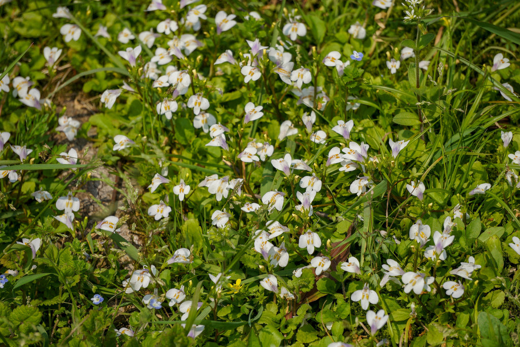 Mazus reptans 'Albus'