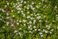 Mazus reptans 'Albus'