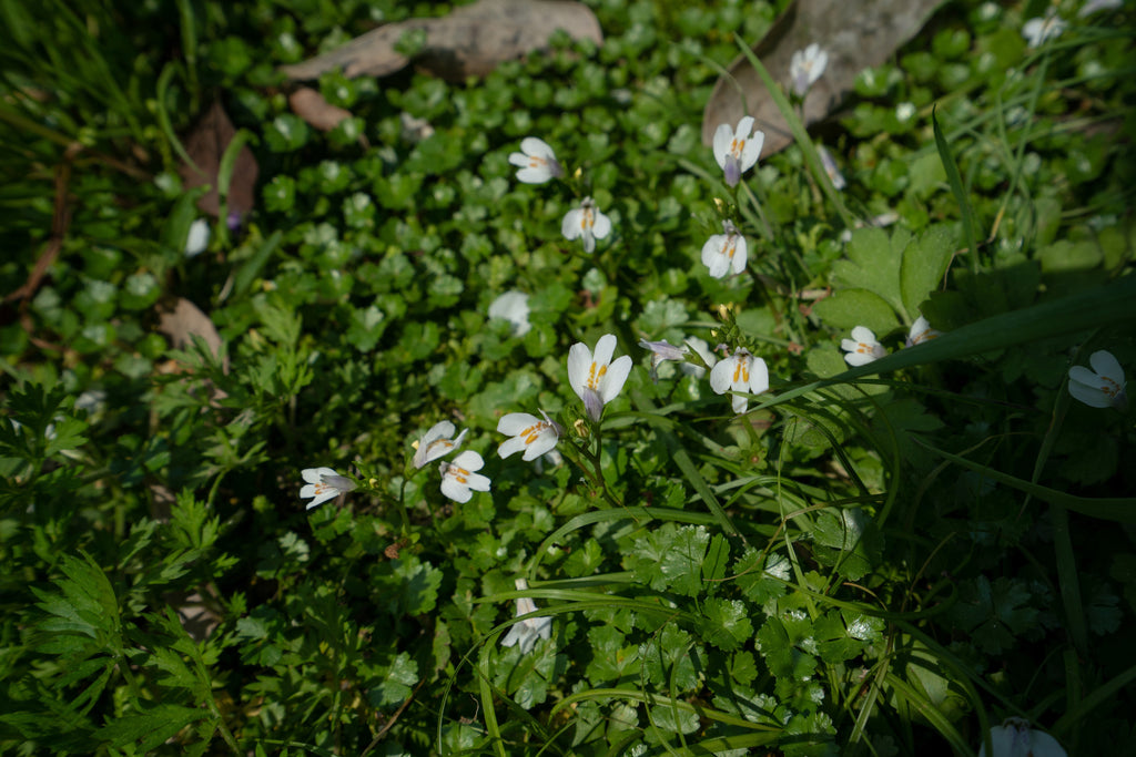 Mazus reptans 'Albus'