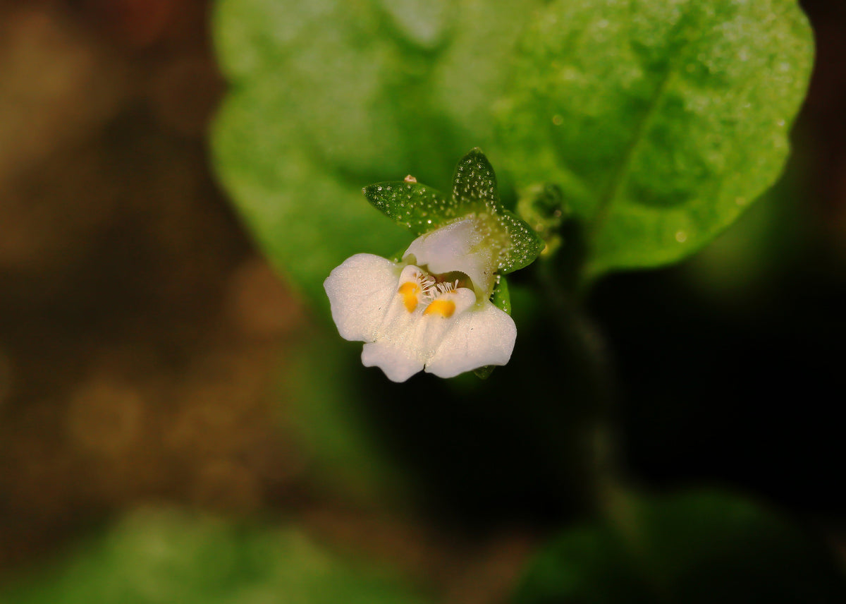 Mazus reptans 'Albus'