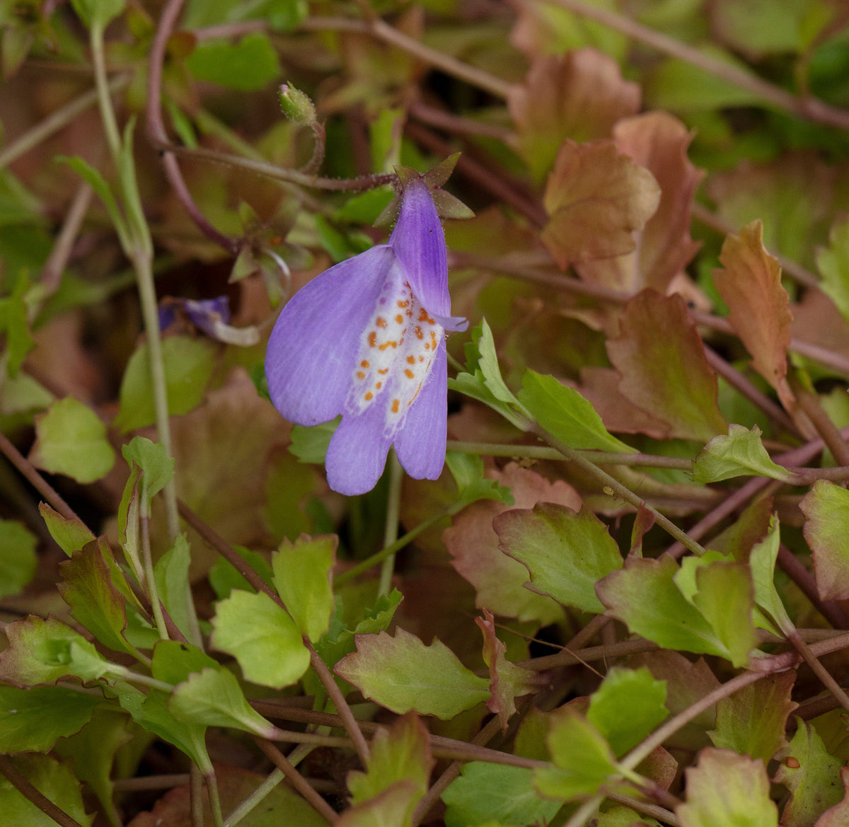 Mazus reptans