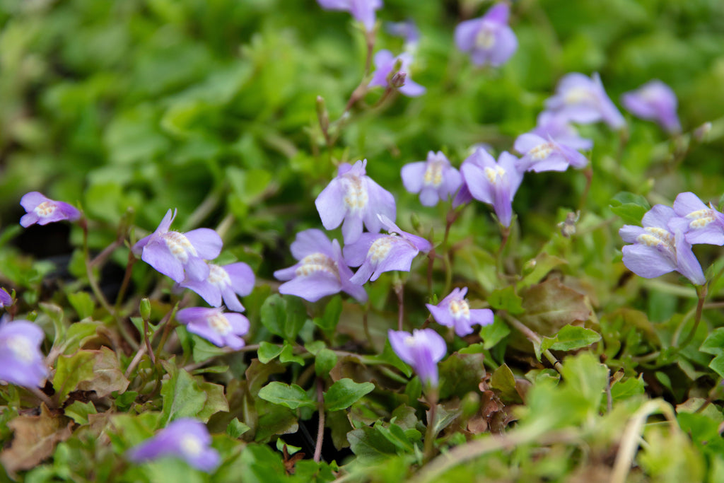 Mazus reptans