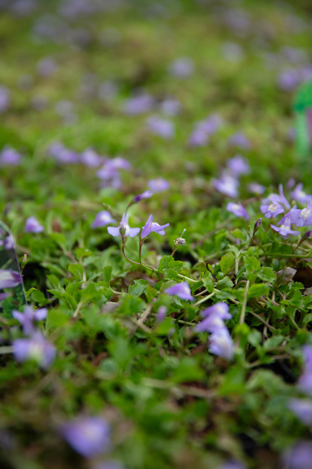 Mazus reptans