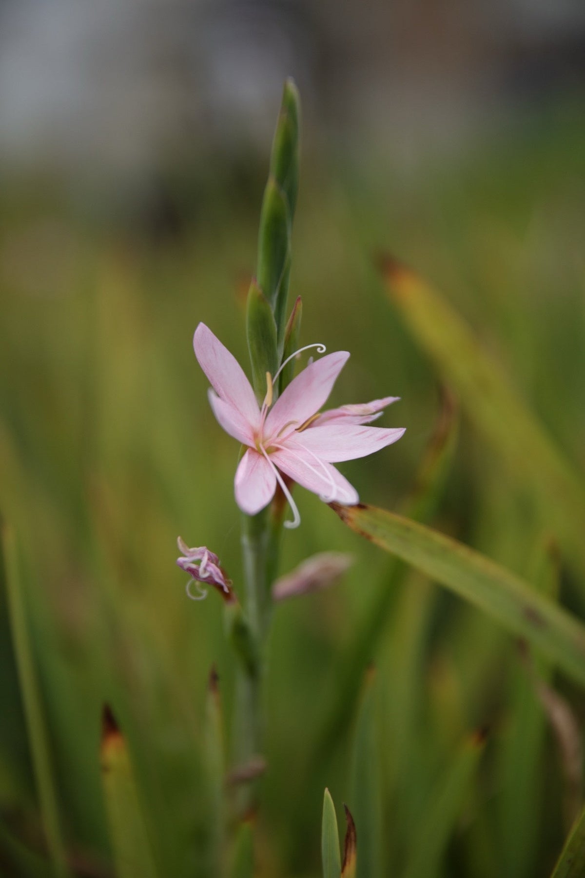 Schizostylis coccinea 'Mrs Hegarty'