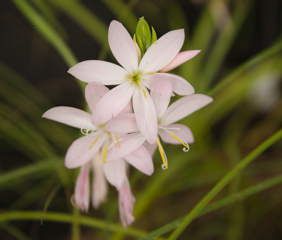 Schizostylis coccinea 'Mrs Hegarty'