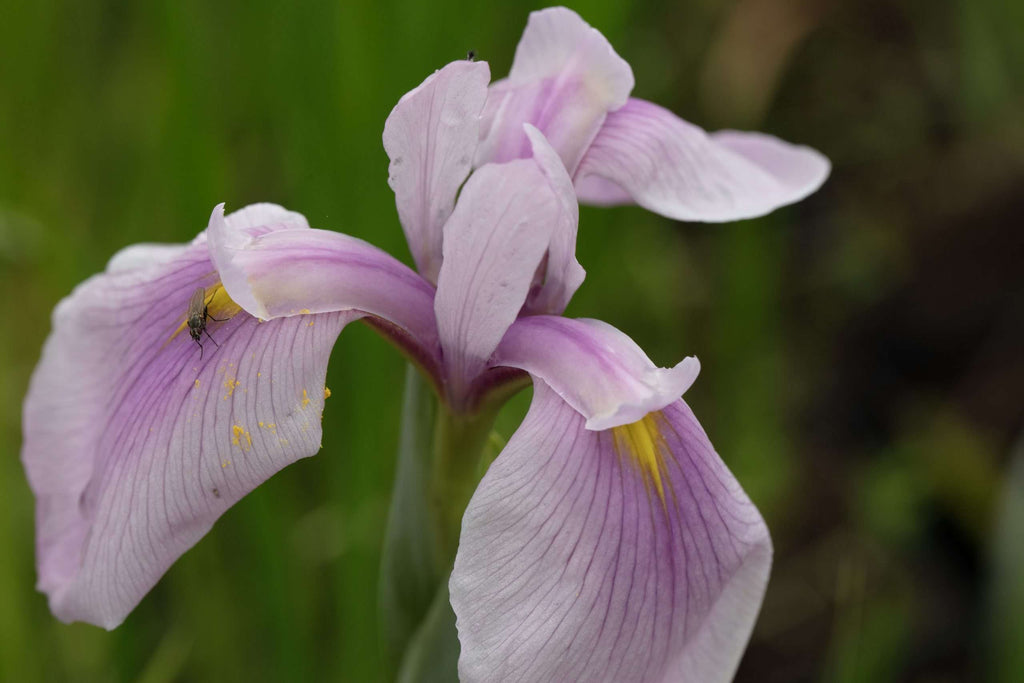 Iris laevigata 'Rose Queen'