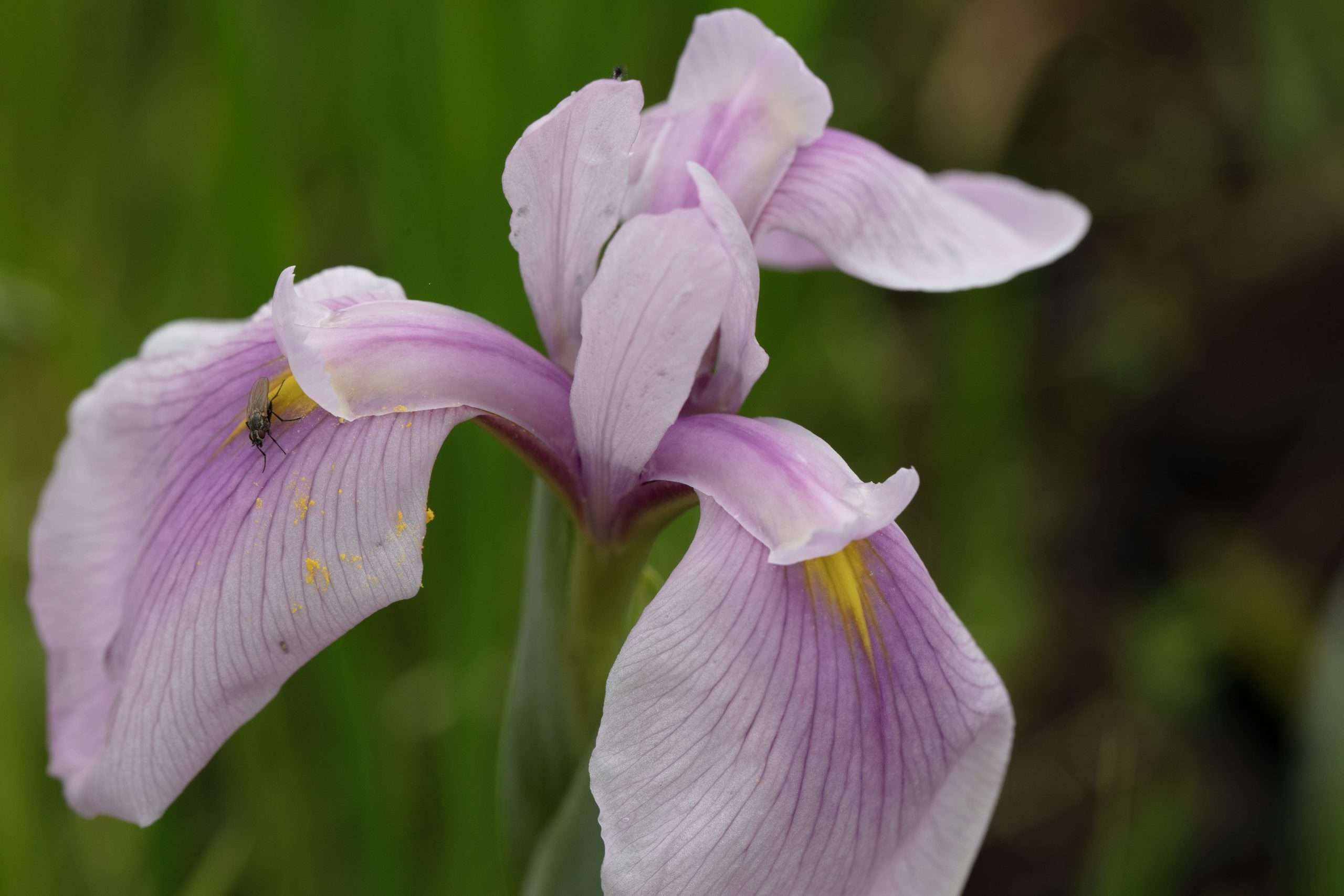 Iris laevigata 'Rose Queen'