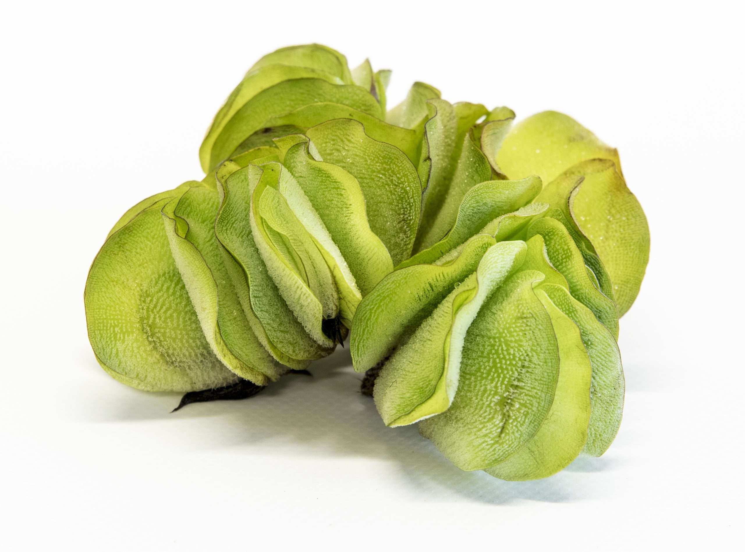 Salvinia natans