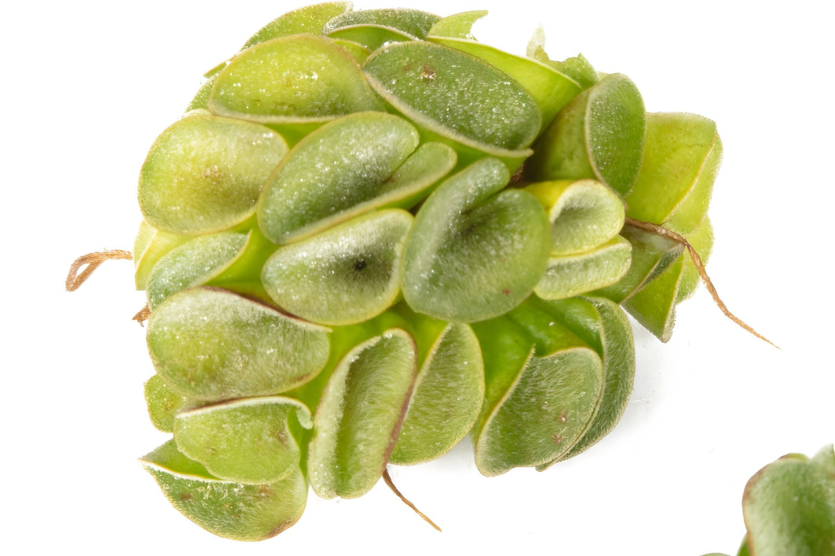 Salvinia cucullata