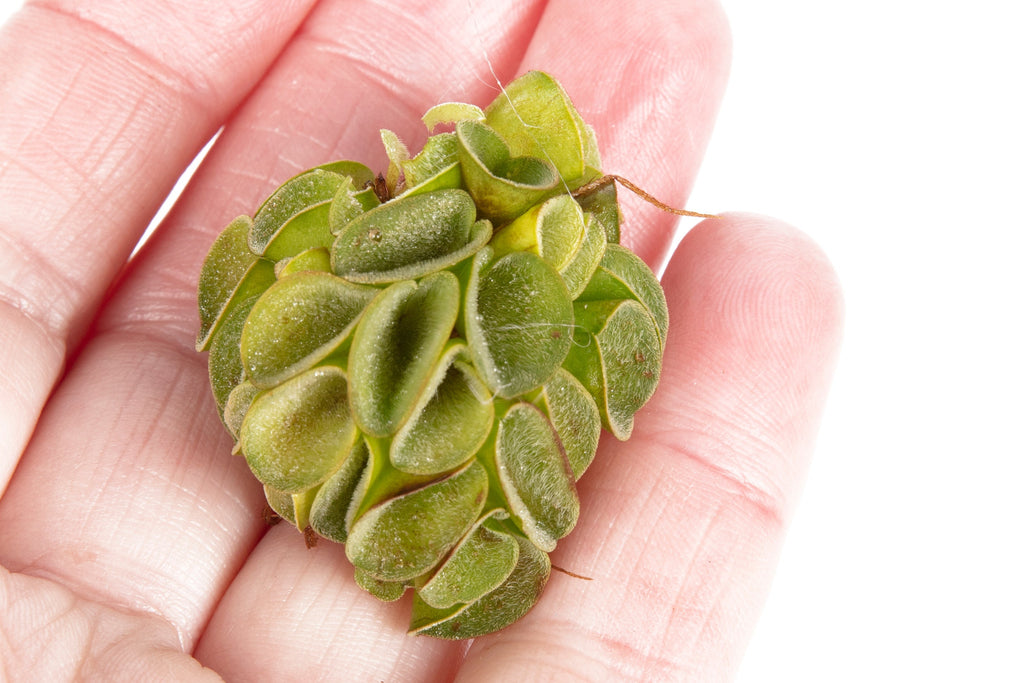 Salvinia cucullata