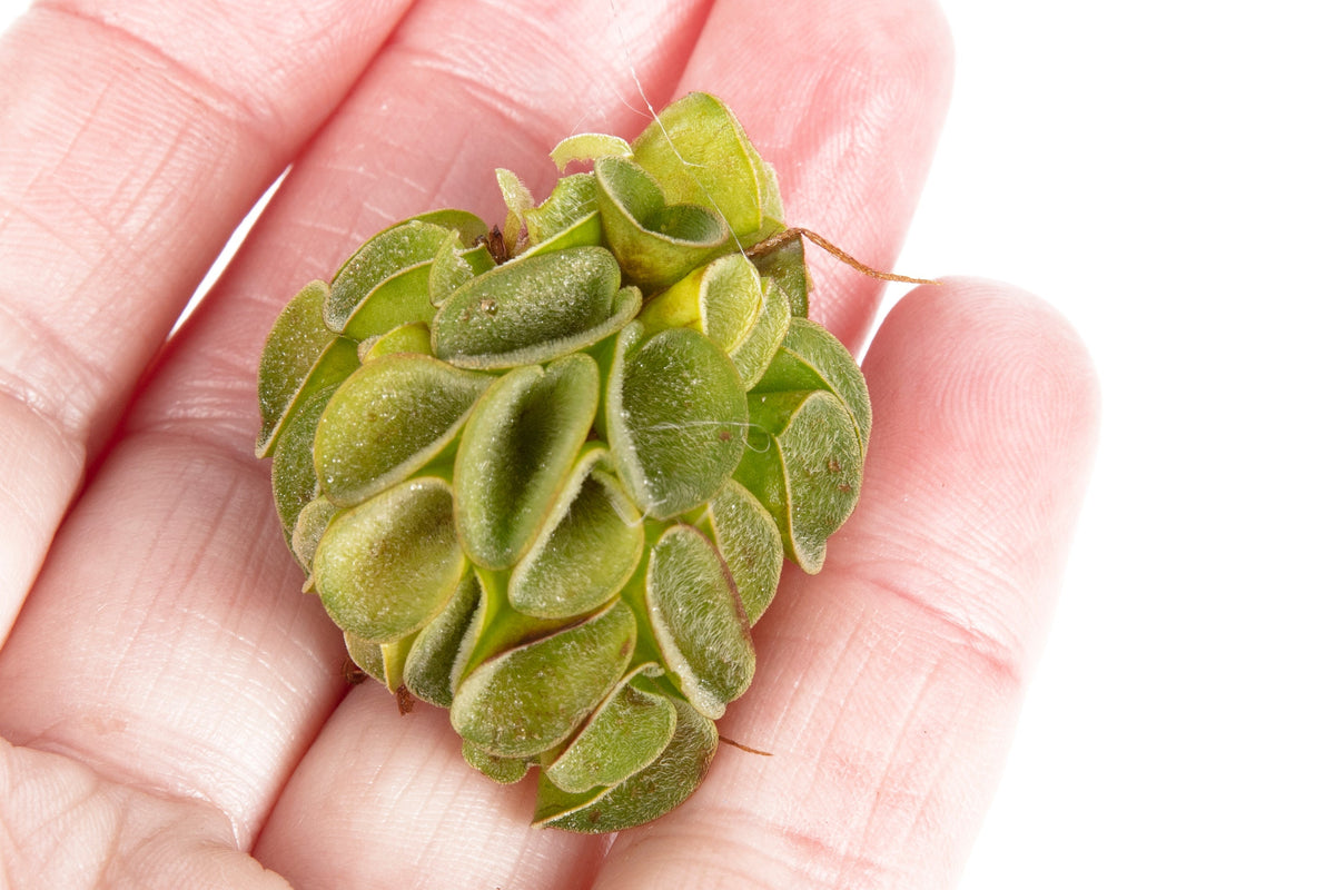 Salvinia cucullata