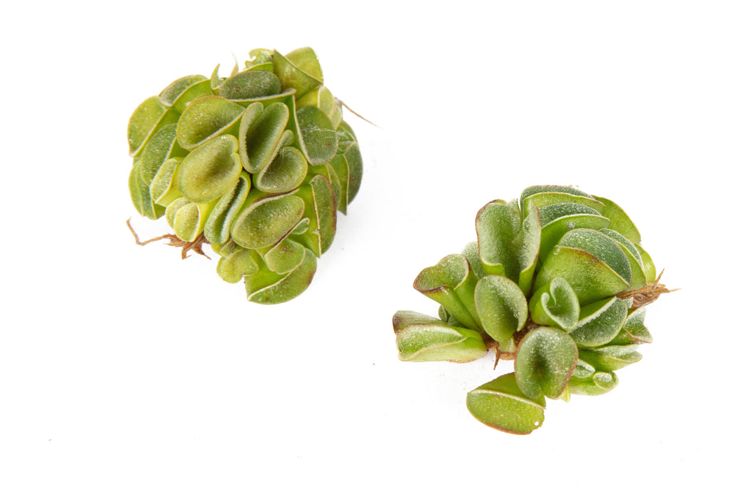 Salvinia cucullata