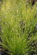 Scirpus isolepsis
