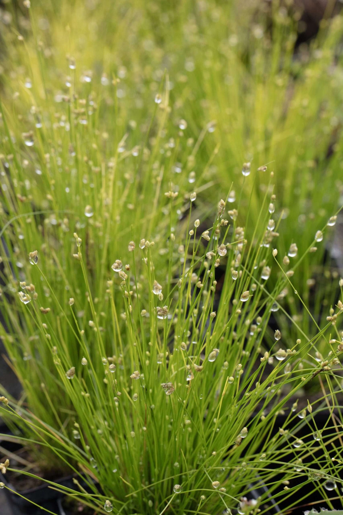 Scirpus isolepsis