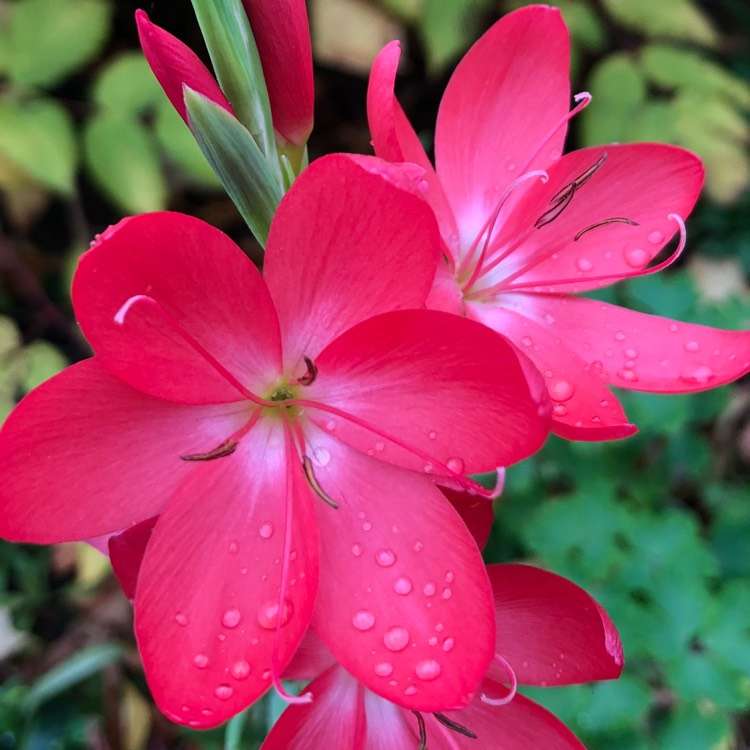 Schizostylis coccinea 'Oregon Sunset'