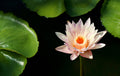 Nymphaea 'Paranee'