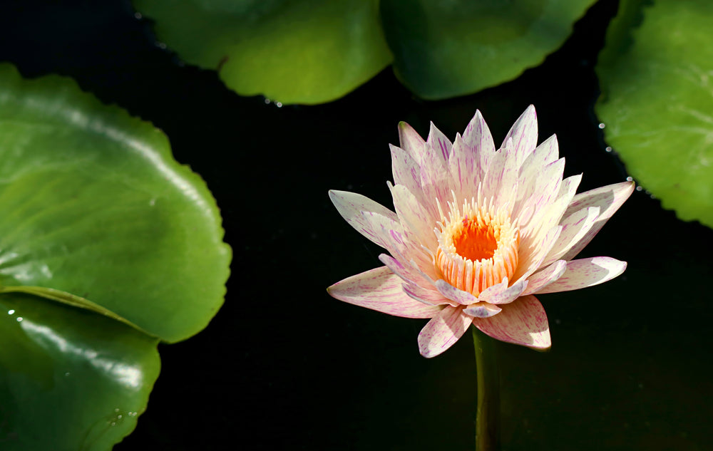 Nymphaea 'Paranee'