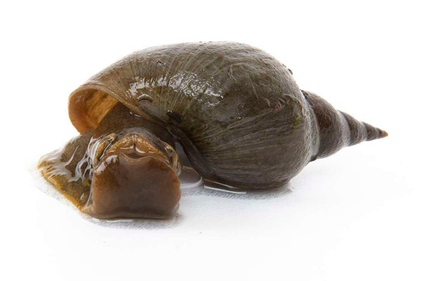 Snails & Mussels