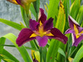 Iris louisiana 'Spicy Cajun'