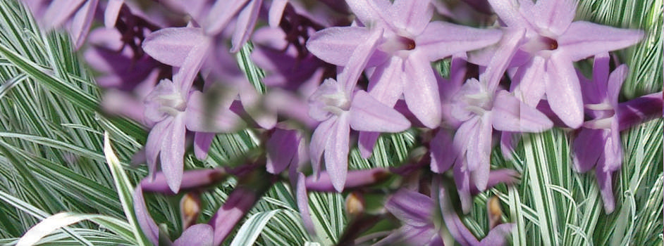 Tulbaghia violacea variegata