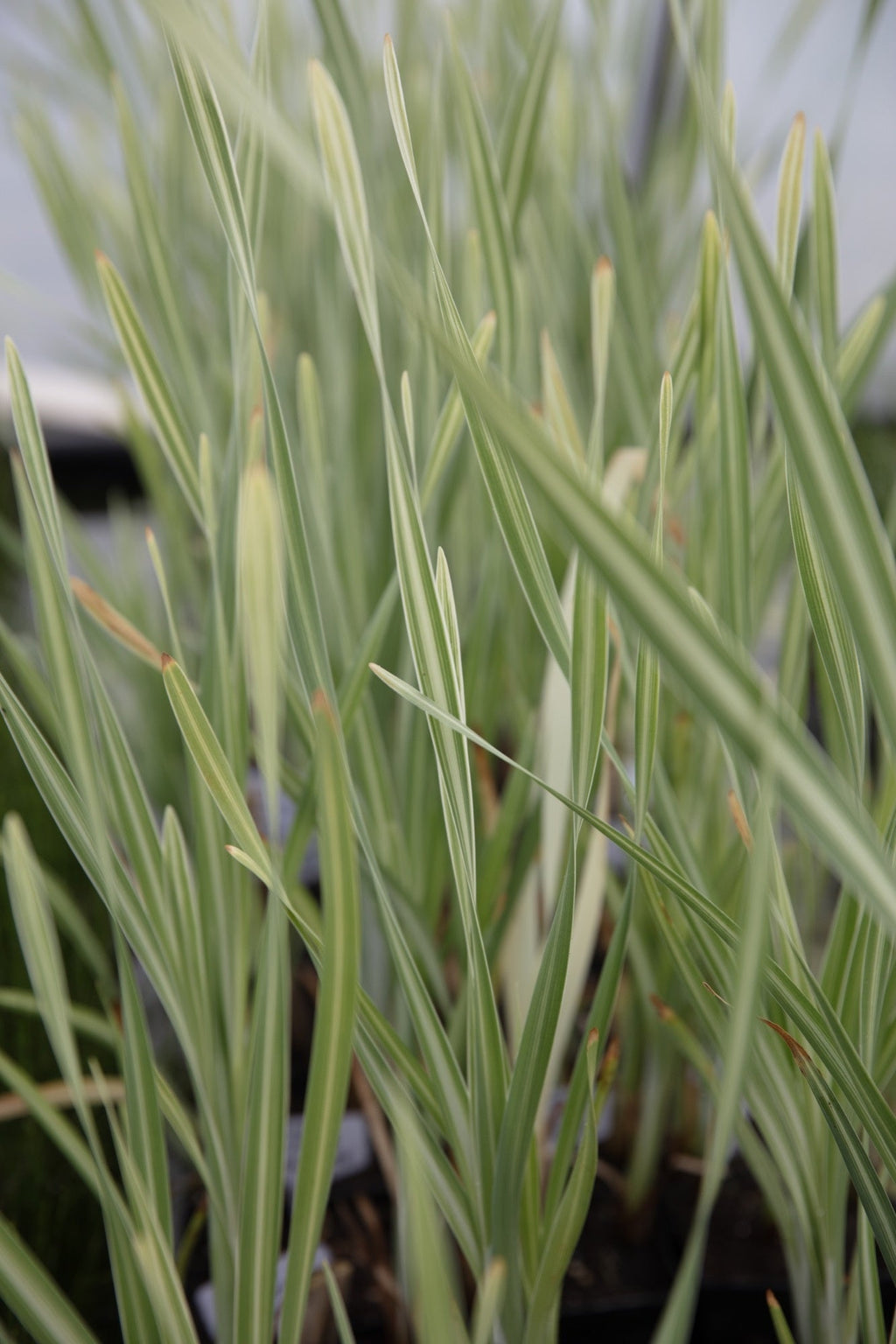 Typha latifolia variegata