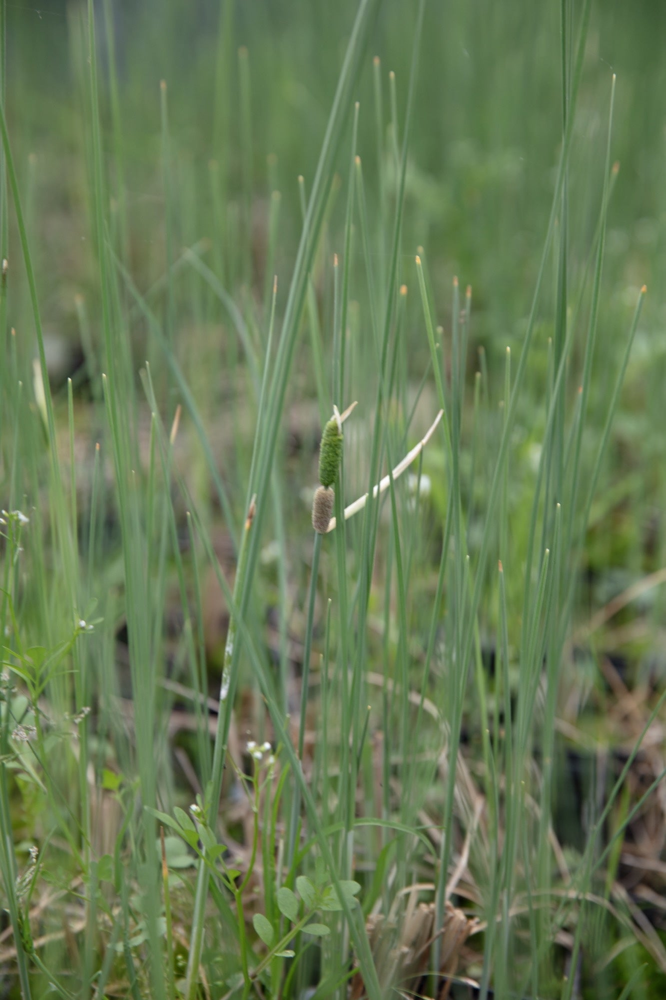 Typha minima