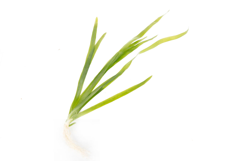 Vallisneria americana var. americana