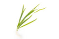 Vallisneria americana var. americana