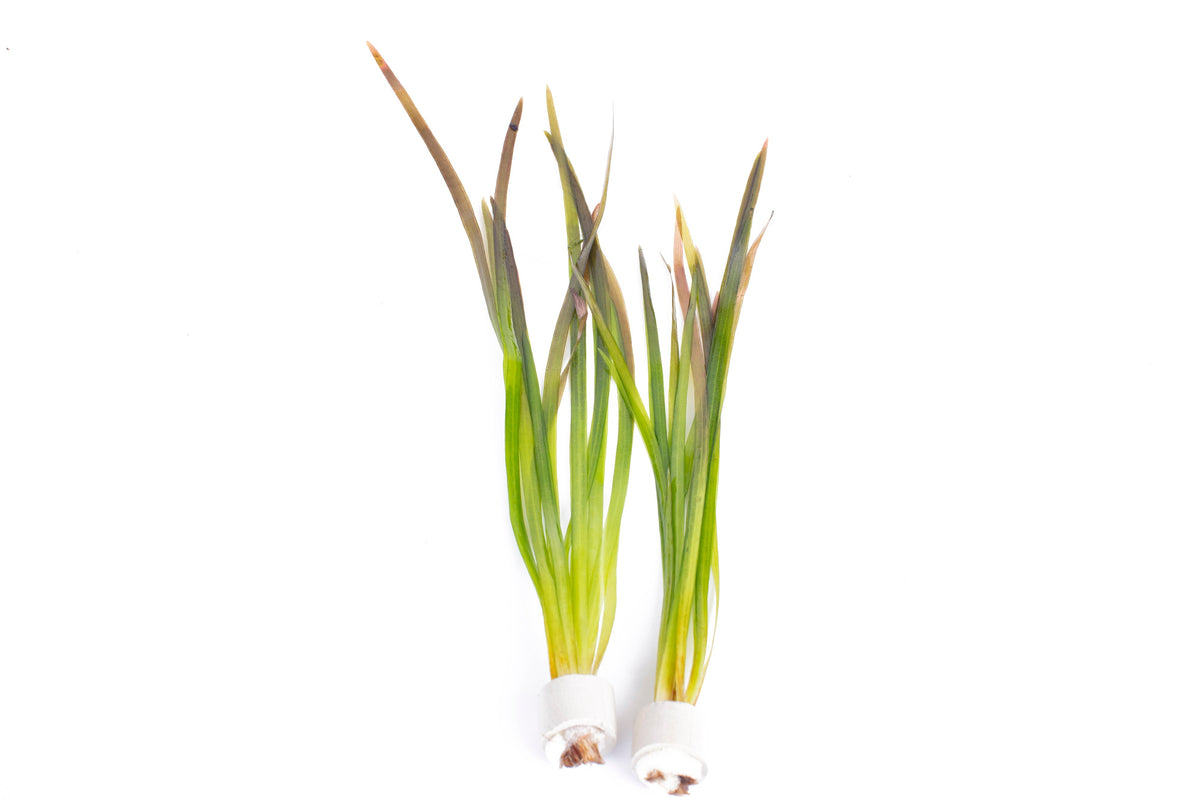 Vallisneria spiralis 'Red'
