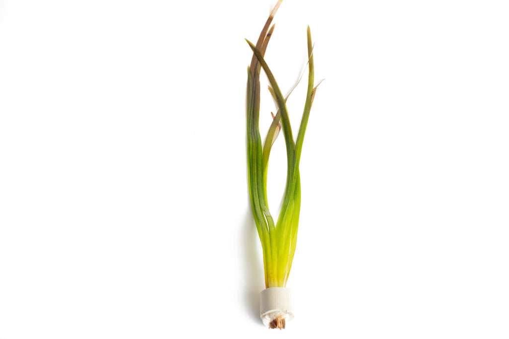 Vallisneria spiralis 'Red'