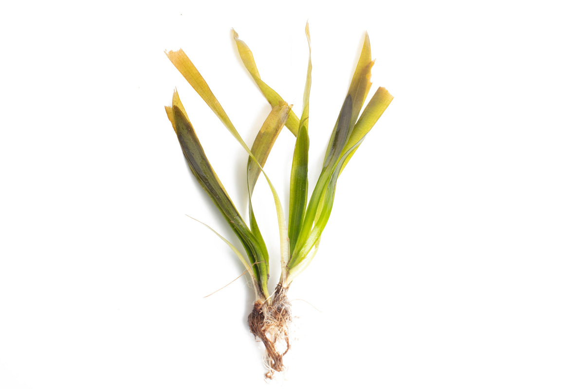 Vallisneria rubra 'Serpanta'