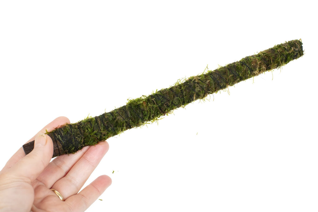 Vesicularia dubyana (Java Moss) on bamboo stick