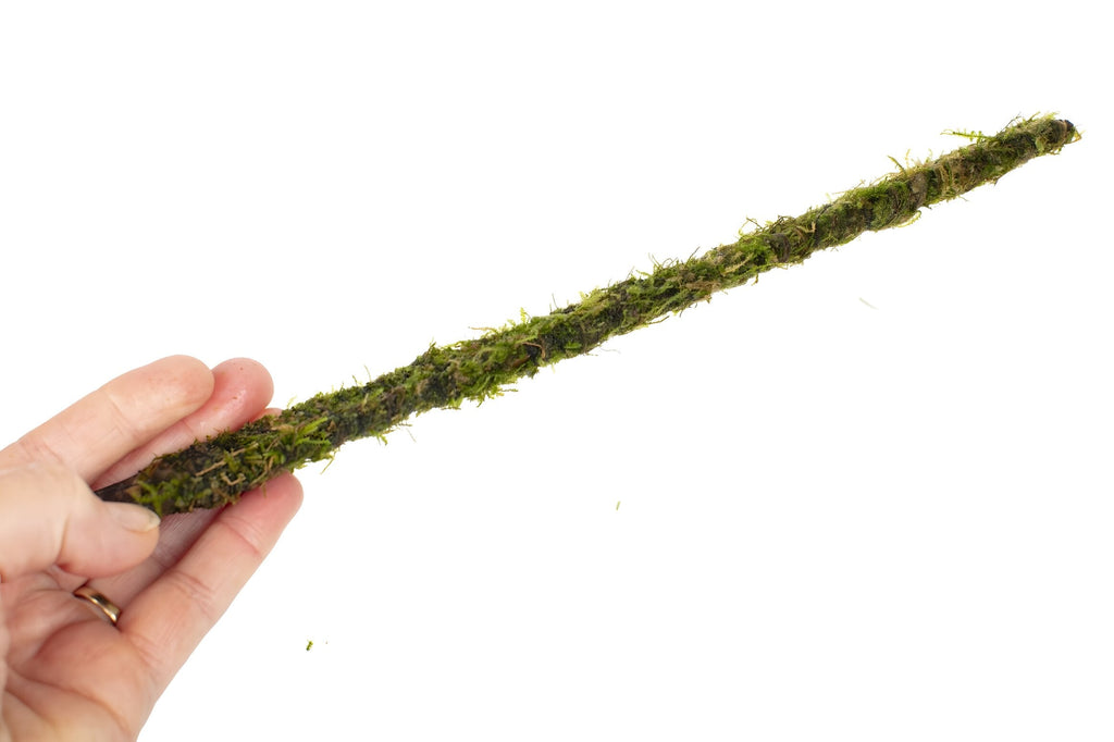Vesicularia dubyana (Java Moss) on bamboo stick