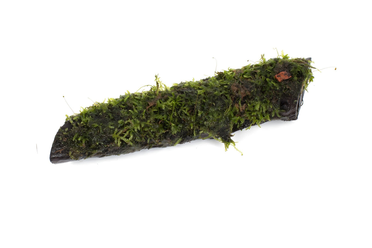 Vesicularia montagnei Christmas Moss
