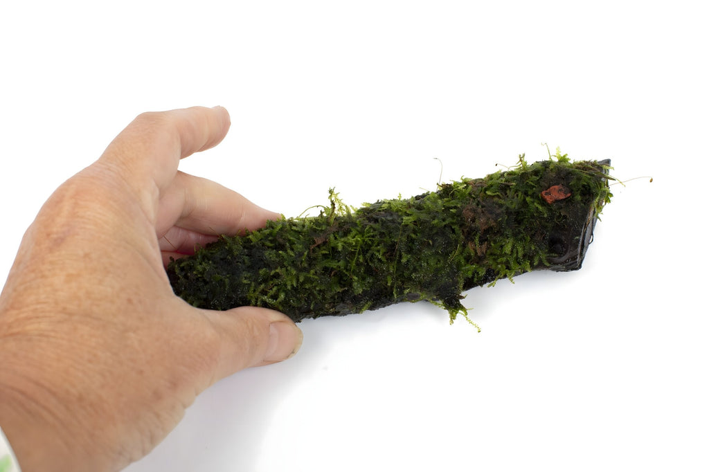 Vesicularia montagnei Christmas Moss