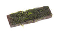 Vesicularia dubyana (Java Moss) on 10cm wood