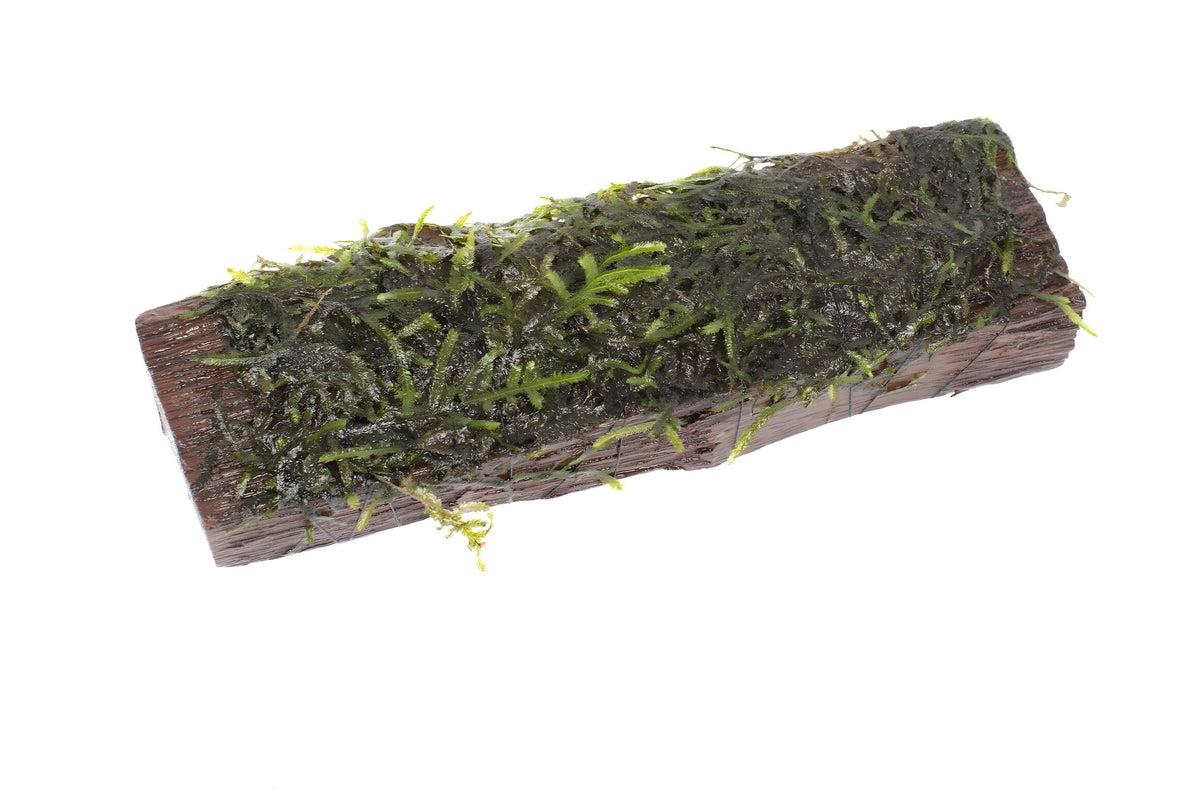 Vesicularia dubyana (Java Moss) on 10cm wood