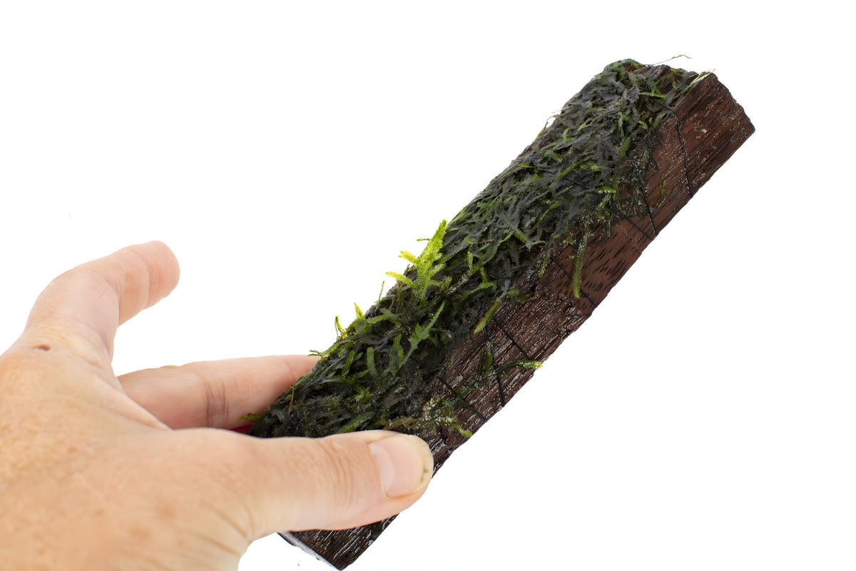 Vesicularia dubyana (Java Moss) on 10cm wood