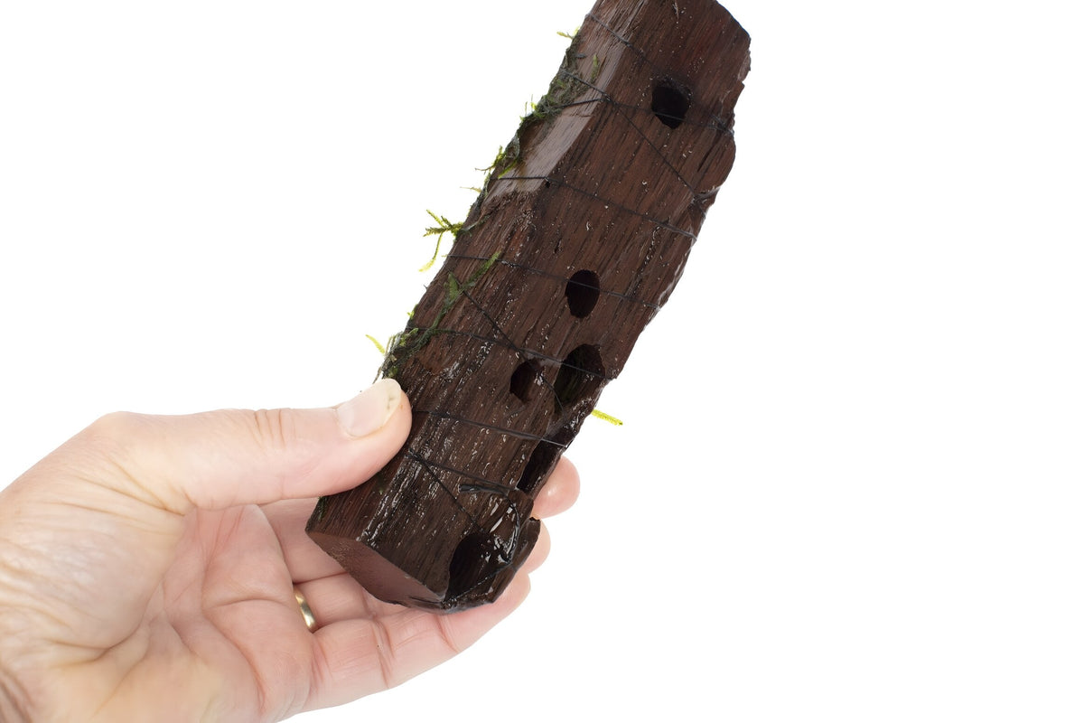 Vesicularia dubyana (Java Moss) on 10cm wood
